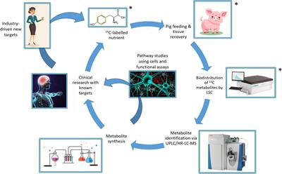 Demonstrating a link between diet, gut microbiota and brain: 14C radioactivity identified in the brain following gut microbial fermentation of 14C-radiolabeled tyrosine in a pig model